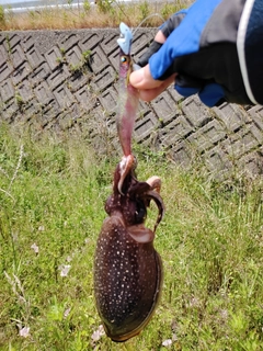 シリヤケイカの釣果