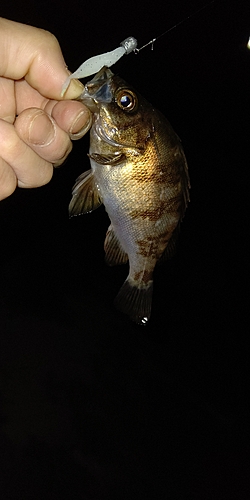 シロメバルの釣果