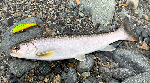 イワナの釣果