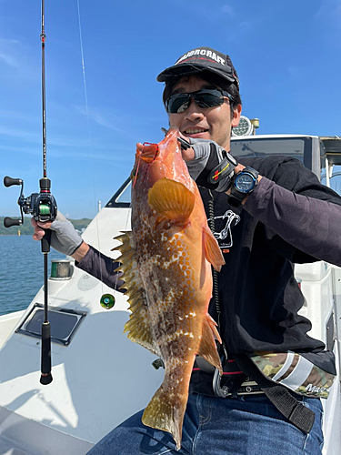 アコウの釣果