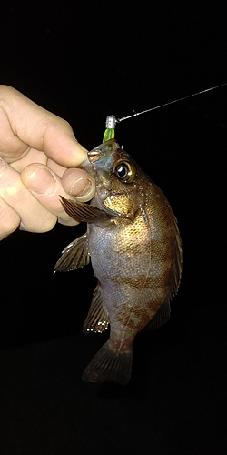 シロメバルの釣果