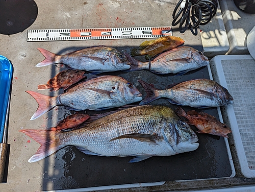 タイの釣果