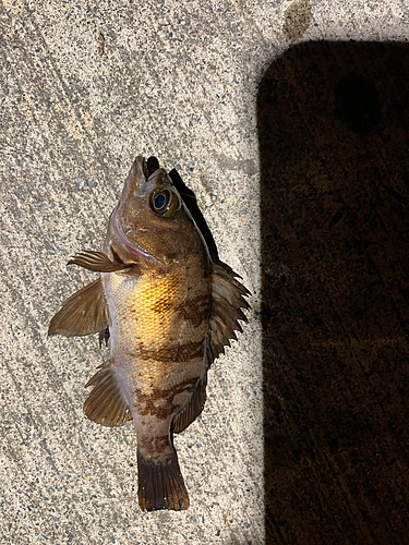 メバルの釣果