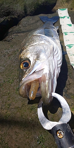 フッコ（マルスズキ）の釣果