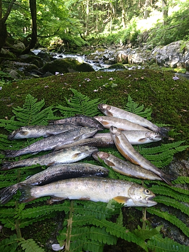 ヤマメの釣果