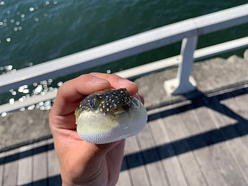 クサフグの釣果