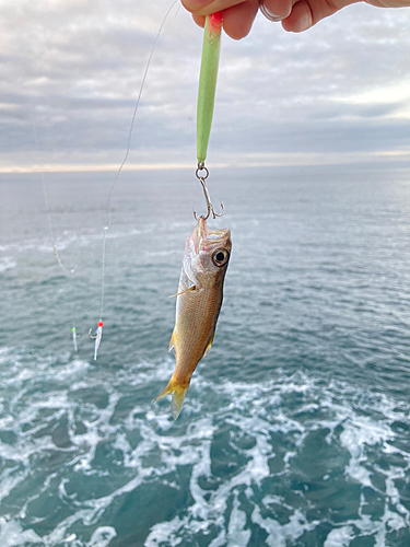 ムツの釣果