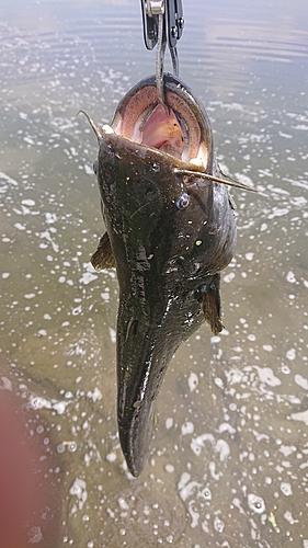 ナマズの釣果