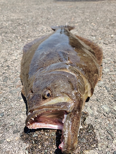 ヒラメの釣果