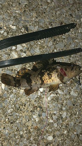 タケノコメバルの釣果