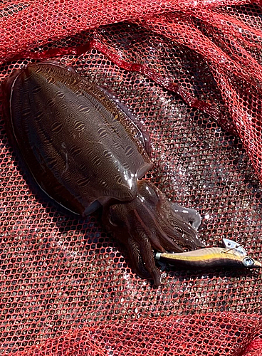 モンゴウイカの釣果