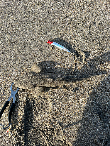 マゴチの釣果