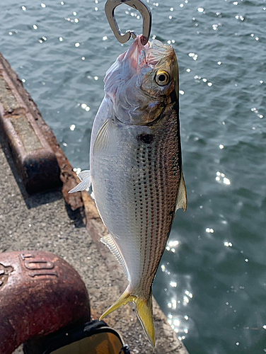 コノシロの釣果