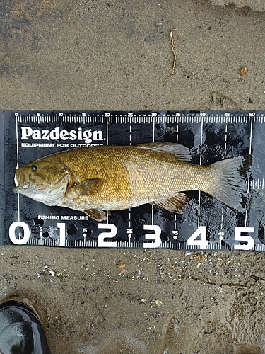 スモールマウスバスの釣果