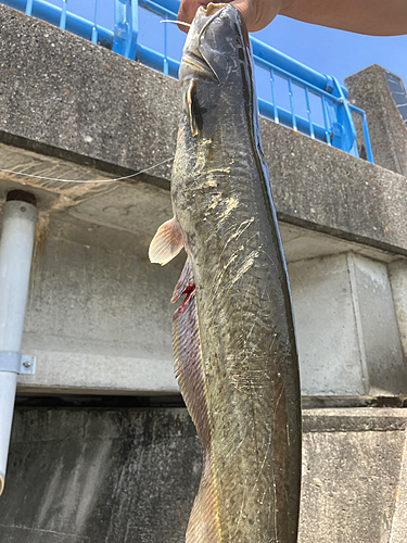 ナマズの釣果