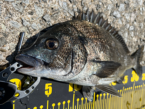 チヌの釣果