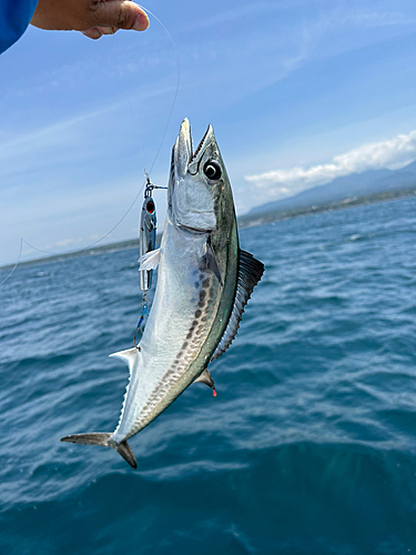 サゴシの釣果