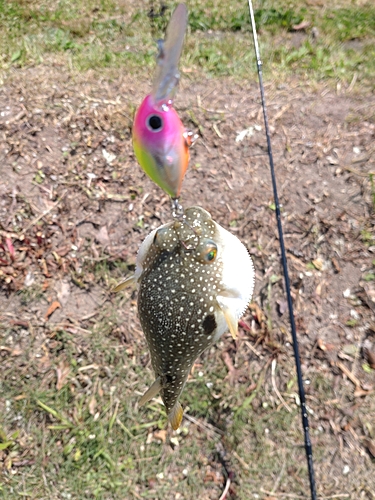 クサフグの釣果