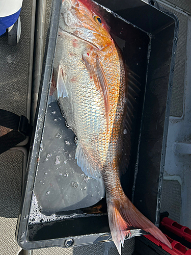 タイの釣果