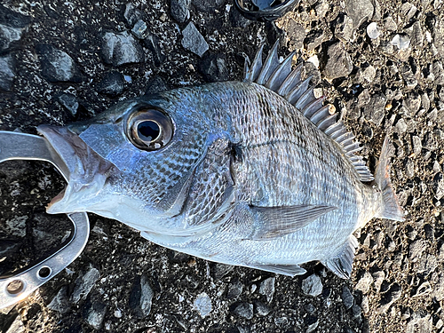 チヌの釣果