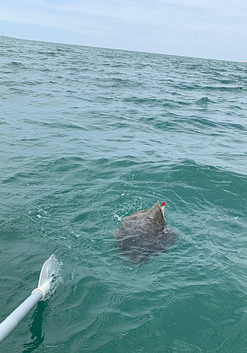 ツバクロエイの釣果