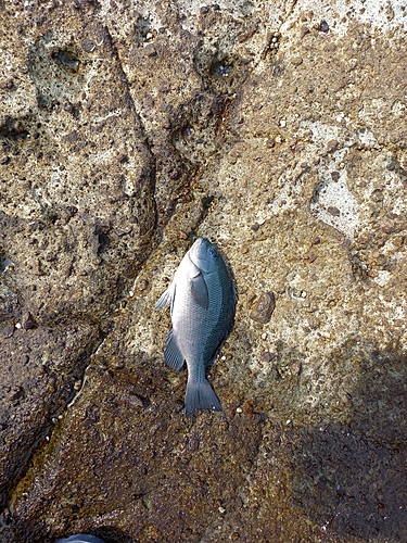 クロの釣果