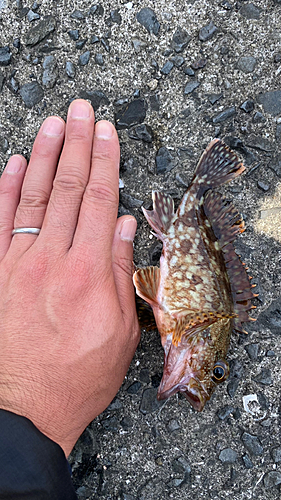 カサゴの釣果