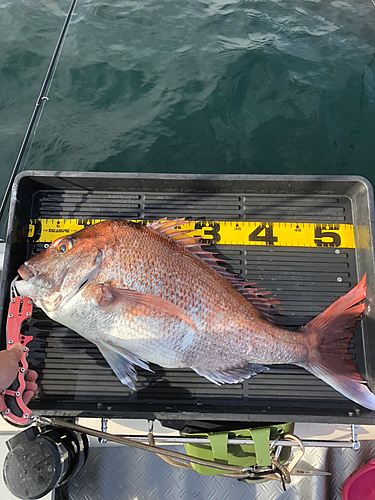 マダイの釣果