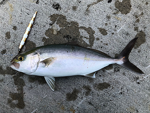 ショゴの釣果