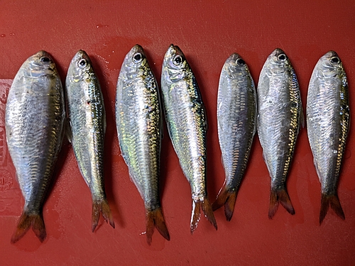 ママカリの釣果