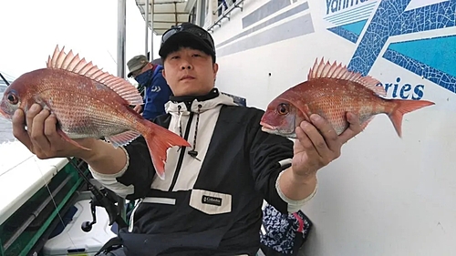 マダイの釣果