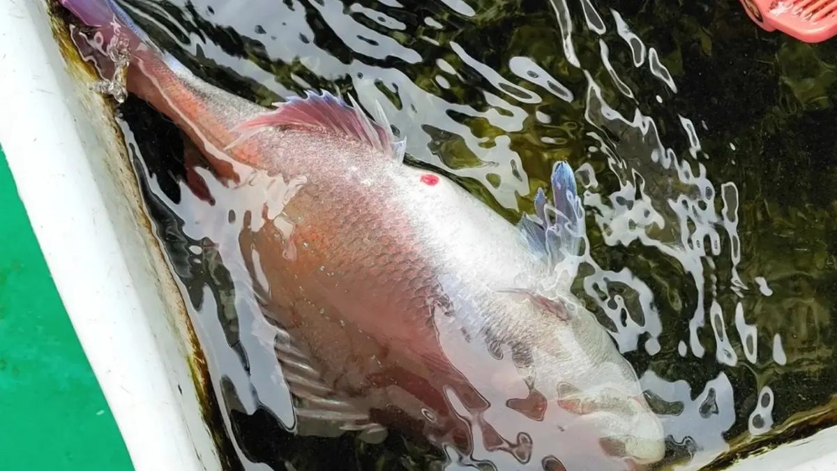 りょーたくんさんの釣果 3枚目の画像