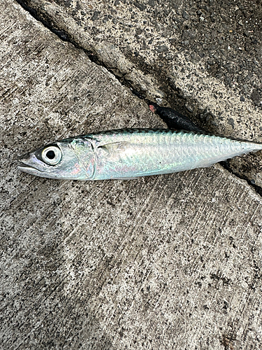 サバの釣果