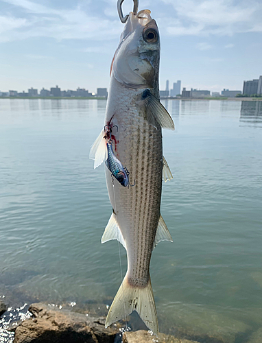 ボラの釣果