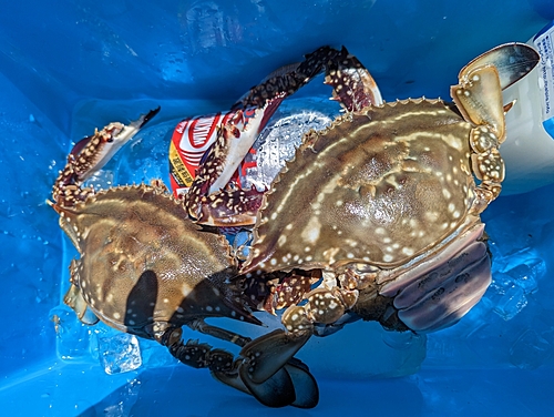 カニの釣果