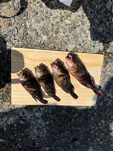 カサゴの釣果