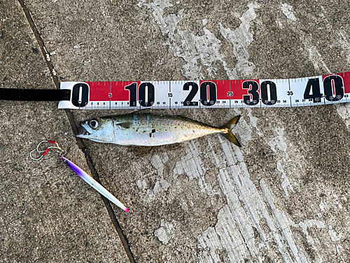 サバの釣果