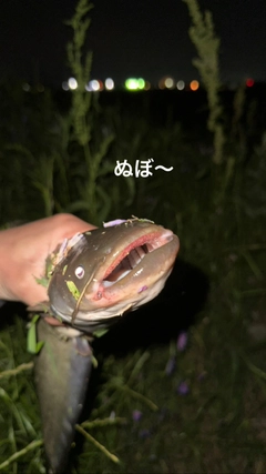 ナマズの釣果