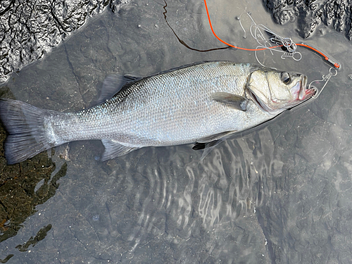 ヒラスズキの釣果