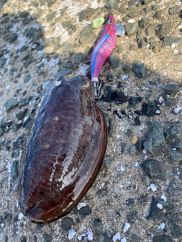 コウイカの釣果