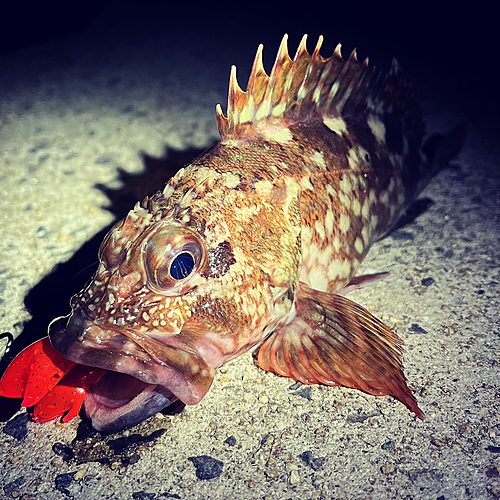 カサゴの釣果