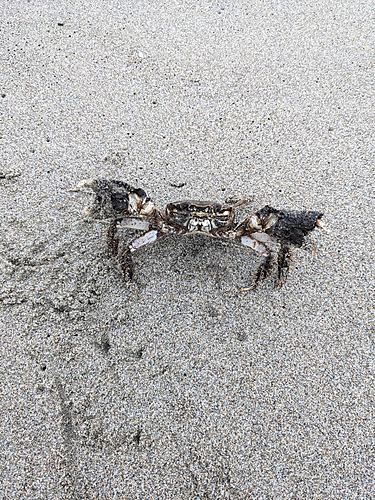 カニの釣果