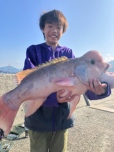 コブダイの釣果