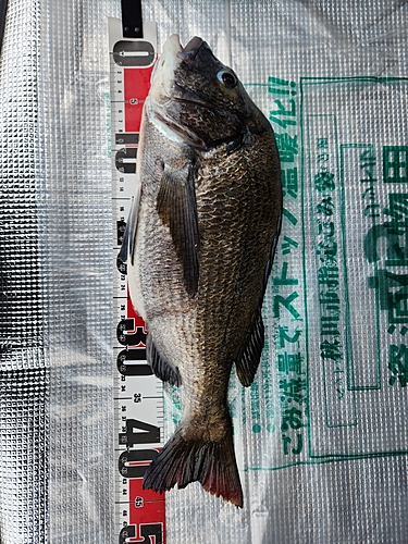 チヌの釣果