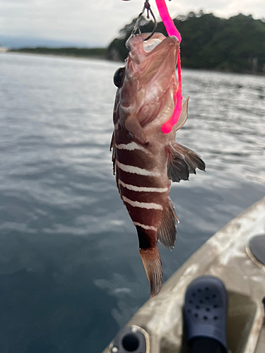 マハタの釣果