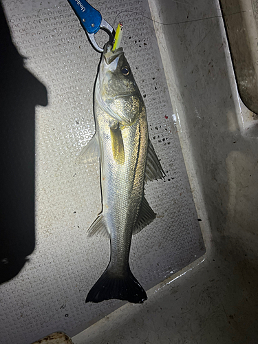 シーバスの釣果