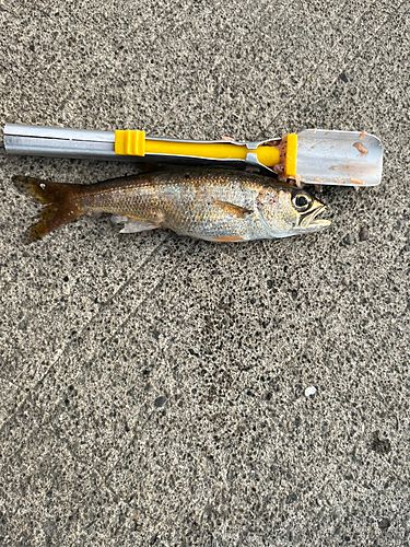 ムツの釣果