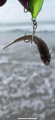 マゴチの釣果