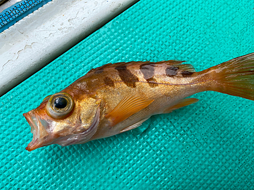 オキメバルの釣果