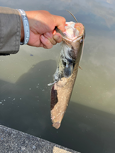 ナマズの釣果